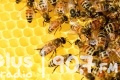 Niedziela z pszczołami