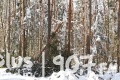 Leśnicy liczą straty w lasach