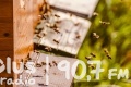 Pszczelarze mogą ubiegać się o wsparcie finansowe