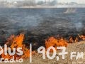 Płonęły trawy w Radomiu i regionie