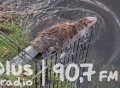 Strażnicy miejscy uratowali uwięzionego bobra
