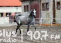 Piękne konie z Michałowa