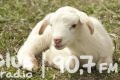 Bezpańskie psy zaatakowały owcę w żywej szopce