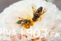 Jaka jest rola pszczół w przyrodzie? Odpowiedz pracą plastyczną i wygraj nagrody!