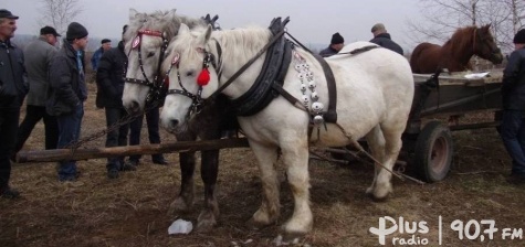 Tłumy ludzi, tylko koni mniej