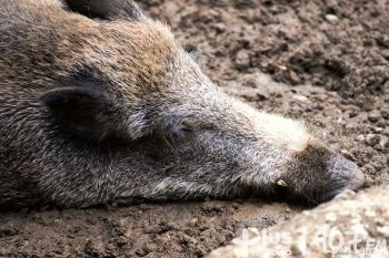 Dziki z afrykańskim pomorem świń (ASF) w powiecie grójeckim